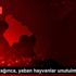 Kar çok yağınca, yaban hayvanlar unutulmadı