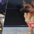 Çatışmada öldü, Tunus'un kahramanı oldu Çatışmada öldü, Tunus'un kahramanı oldu