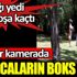 ﻿Karacaların boks maçı