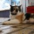 Vali yardımcılarının 'kedi' tartışması mahkemelik oldu Vali yardımcılarının 'kedi' tartışması mahkemelik oldu