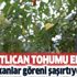 Görenler hayrete düşüyor! Patlıcan tohumu ekti beklenmedik bir şeyle karşılaştı! Dalın bir tarafında... Görenler hayrete düşüyor! Patlıcan tohumu ekti beklenmedik bir şeyle karşılaştı! Dalın bir tarafında...