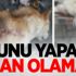 Köpeği tabancayla vurarak öldürdüler