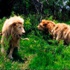 Beyaz 'Aslan'a diş protezi takıldı Beyaz 'Aslan'a diş protezi takıldı