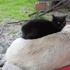 Kedi dostu k�pek Kedi dostu k�pek