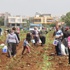 Patatesin fiyatı arttı çiftçi tarlaya koştu