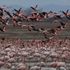Gala Gölü'nün 'pembe tüylü misafirleri'