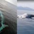 Prof. Dr. Çevik: İskenderun Körfezi'nde kıyıya vuran balina, Karataş'ta görülen balina değil