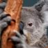 Koala’nın kulaklarını kesmek neye çare olabilir?