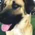 Bostanlı mahallesinde yaşayan sokak köpeği Sam tüm İzmir'i dolaştı Bostanlı mahallesinde yaşayan sokak köpeği Sam tüm İzmir'i dolaştı