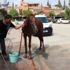 Adana'da rögar kapaklarını çaldılar at arabasıyla polisten kaçtılar Adana'da rögar kapaklarını çaldılar at arabasıyla polisten kaçtılar