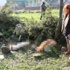 Tarım ilaçlı balıkla 5 köpeği zehirlediler Tarım ilaçlı balıkla 5 köpeği zehirlediler