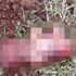 Şanlıurfa'da parkta cenin bulundu