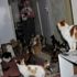 Bir evde tam 58 kedi