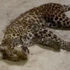 Çin'de leopar paniği Çin'de leopar paniği