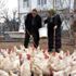 Yaşlı çift, bin tavuktan 800 adet organik yumurta ...