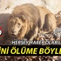 İspanya'da kendisini aslanların önüne attı - İZLE