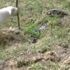İguanaya kafa tutan köpeğin acıklı sonu İguanaya kafa tutan köpeğin acıklı sonu
