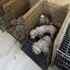 Başkent’te binanın bodrum katında 68 köpek bulundu Başkent’te binanın bodrum katında 68 köpek bulundu
