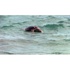 Bodrum sahilinde ölü caretta caretta bulundu Bodrum sahilinde ölü caretta caretta bulundu