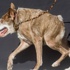 Bu yılın 'en çirkin köpeği' Quasi Modo Bu yılın 'en çirkin köpeği' Quasi Modo