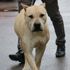 Başına 10 bin TL ödül konulan köpek bulundu Başına 10 bin TL ödül konulan köpek bulundu