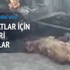 Azerbaycan Olimpiyat için köpekleri yakıyor! Azerbaycan Olimpiyat için köpekleri yakıyor!