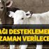 2019 buzağı desteklemeleri ödemeler ne zaman hesaba yatacak? 2019 buzağı desteklemeleri ödemeler ne zaman hesaba yatacak?