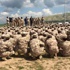 İşte Musul'u IŞİD'den kurtaracak Türkmenlerin eğitildiği o kamplar