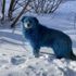Rusya'da köpeklerin rengi maviye döndü Rusya'da köpeklerin rengi maviye döndü