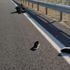 Adana'da trafik kazası: Astsubay çavuş hayatını kaybetti