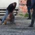 ﻿Katil köpek sahiplerinden kim hesap soracak. Durdurun bu vahşeti. Bu ülkenin sahibi yok mu