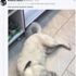 Kaldırımda duran köpeğe tekme atan vicdansız!
