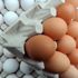 Türkiye’deki yumurtalarda korkulan olmadı