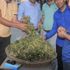 Hakkari'de bir ilk: Yeşil fındık