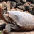 Dev kaplumbağa Diego, Galapagos Adaları na geri dönüyor