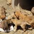 Terk edilen yavru köpeklerin imdadına Kızılay yetişti Terk edilen yavru köpeklerin imdadına Kızılay yetişti