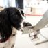 Köpekler koronavirüsün tespit edilmesinde kullanılabilir ...