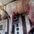 Kavga eden köpek bıçaklı saldırıya uğradı Kavga eden köpek bıçaklı saldırıya uğradı