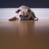 İngiltere'de koronavirüs hayvanseverleri bulldog ve pug cinsine yöneltti İngiltere'de koronavirüs hayvanseverleri bulldog ve pug cinsine yöneltti