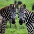 Zebra postunun gizemi çözüldü Zebra postunun gizemi çözüldü