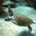 Caretta carettalar için kamu spotu Caretta carettalar için kamu spotu