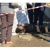 Kanaldan Kadın Cesedi Çıktı