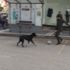 Sokakta kimseyi bulamadı, köpekle futbol oynadı Sokakta kimseyi bulamadı, köpekle futbol oynadı