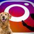 Instagram'da paylaşılan 'Save a dog' bağışı nedir, nasıl yapılır? Instagram'da paylaşılan 'Save a dog' bağışı nedir, nasıl yapılır?