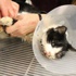 Öldüğü sanılan kedi 5 gün sonra gömüldüğü yerden çıktı Öldüğü sanılan kedi 5 gün sonra gömüldüğü yerden çıktı