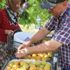 Manisa'da sofralık kayısıda ilk hasat