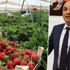 'Çilek üreticisi zorda, ürünler tarlada kalabilir' 'Çilek üreticisi zorda, ürünler tarlada kalabilir'