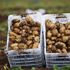 Turfanda patates hasadına başlandı