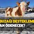 2018 2. dönem buzağı desteklemeleri ne zaman ödenecek? 24 Aralık Buzağı destek ödemeleri yattı mı?