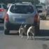 Köpeklerini arabaya bağlayıp koşturdu